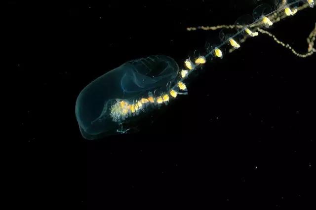 茄子免费视频茄子视频下载安装·深海中的流光溢彩